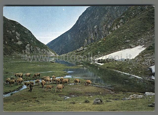 Collezionismo di cartoline postali